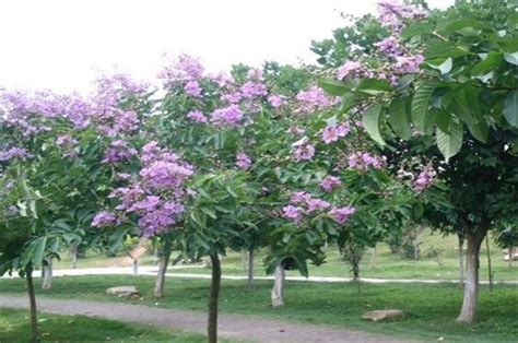 紫薇花風水|紫薇樹種在哪裏旺風水，放在三處可增強風水